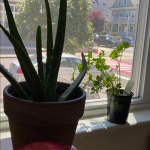 Meet your Posher, Wallis